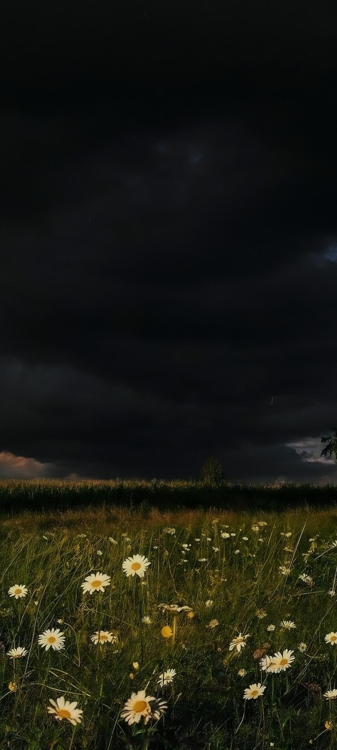 一组简约不简单的治愈花朵壁纸