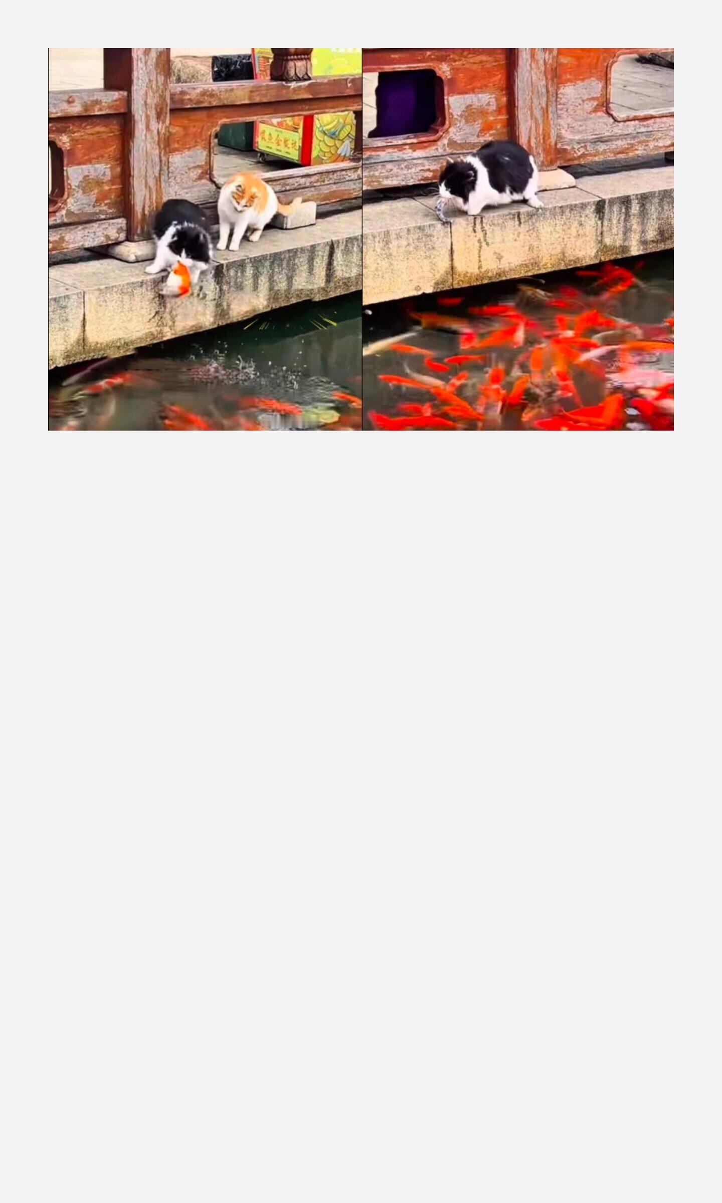 哈哈哈抓得到是猫咪本事