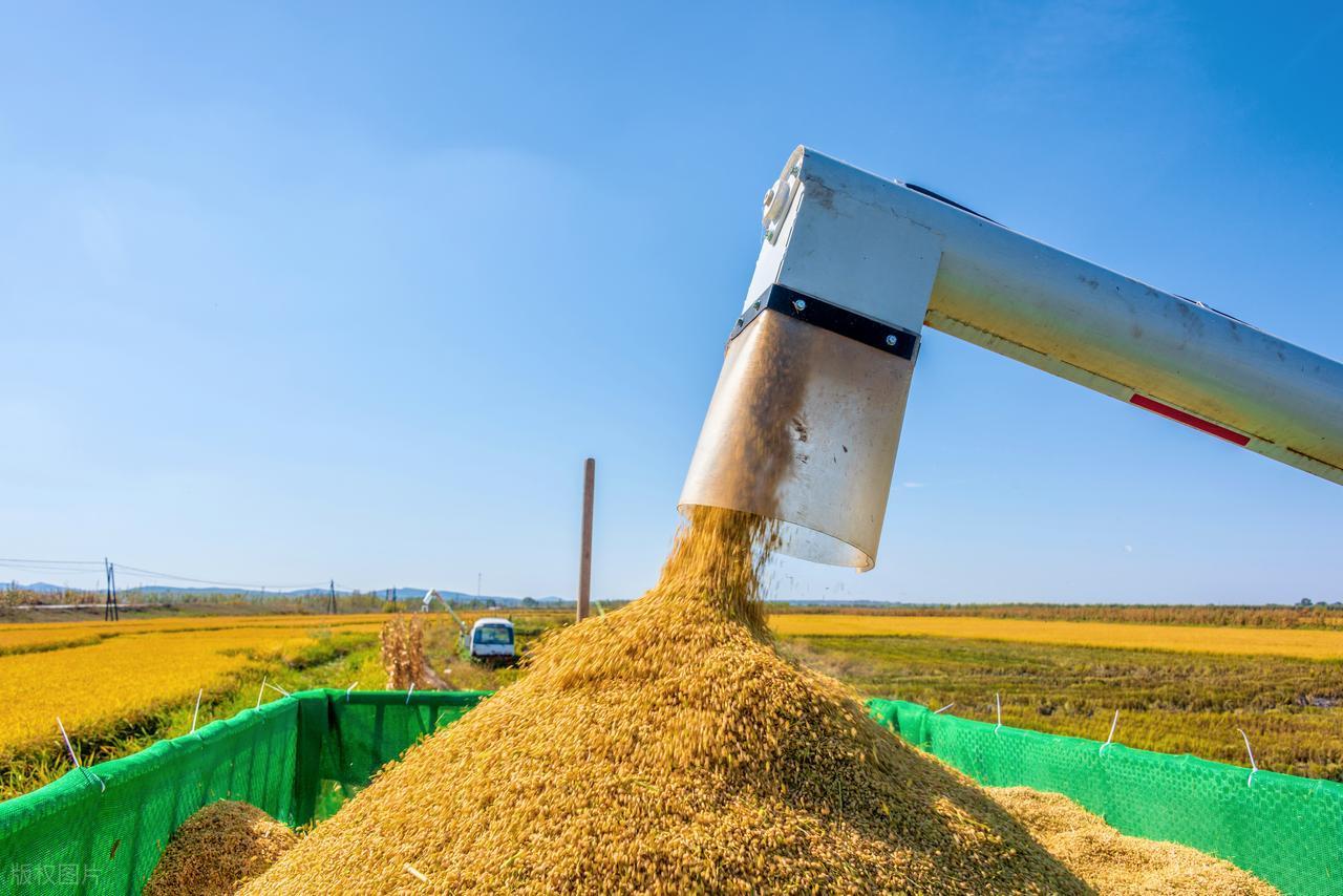 最近有没有刷到“全球粮价要暴涨”“肉价保不住了”这种消息？说实话，我第一眼看