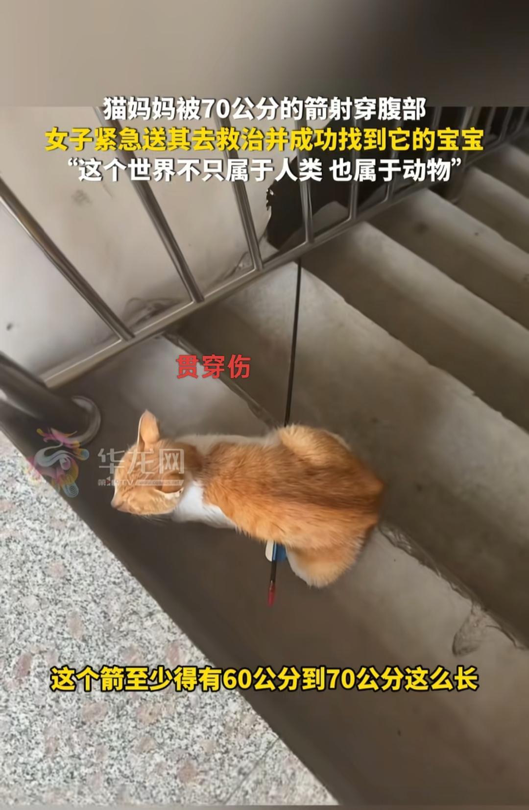 河北某小区，一只刚生产完的橘色流浪猫被七十公分长箭穿透躯体，满身鲜血的它不吭一声