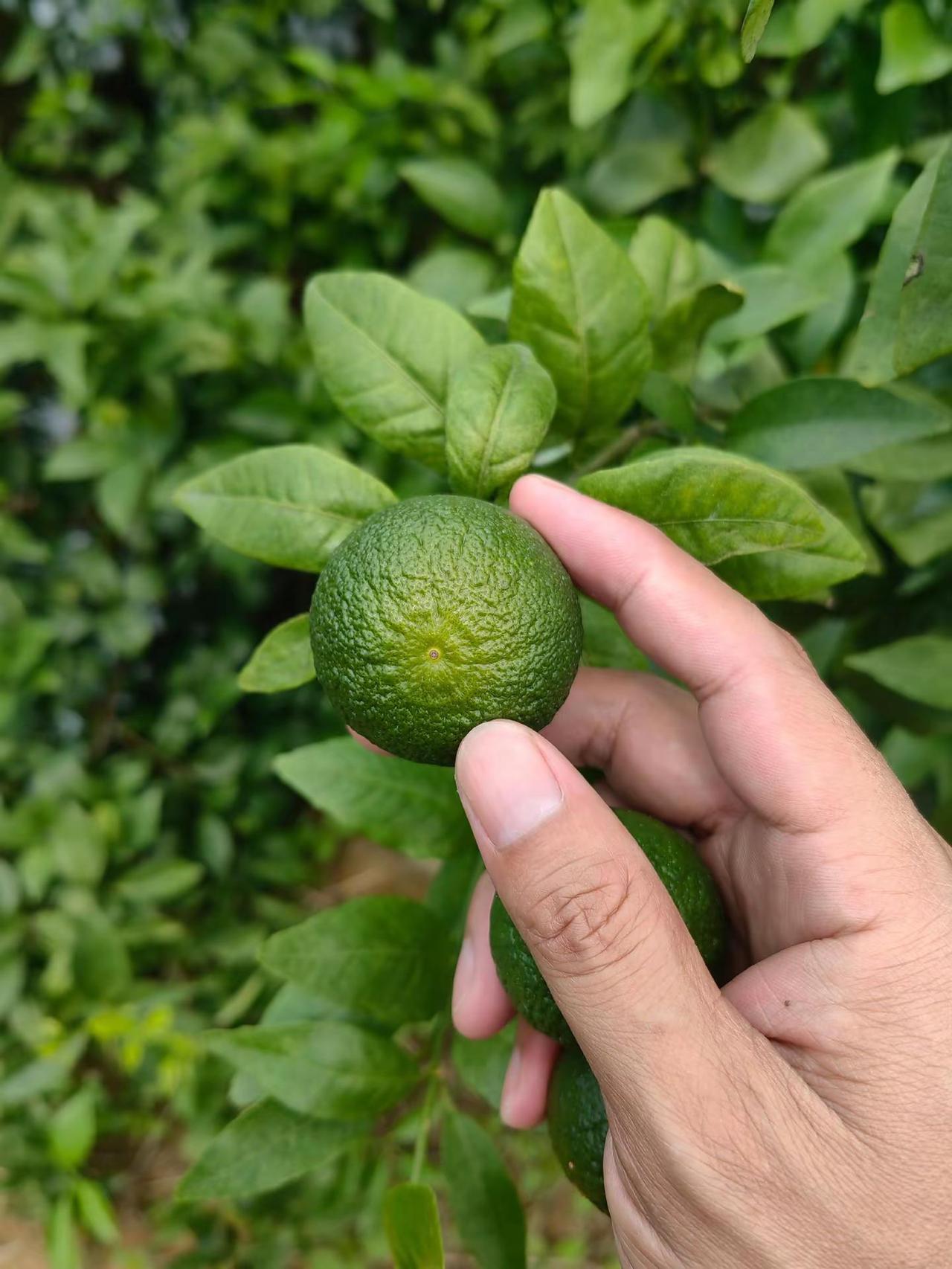 这个是不是太阳果的前兆，都叫不要放那么多肥了，这下怎么办？自家果园种植