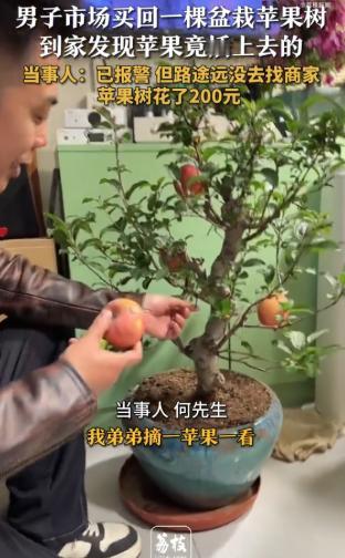 “太坑人了！”2月3日报道，天津，一男子逛市场时，看到一盆苹果盆栽不错，就花20