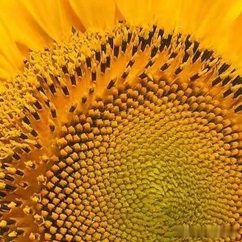 种植🌻向日葵的种植时间和种植向日葵的技巧（1）向日葵是夏季作物其种植时间一