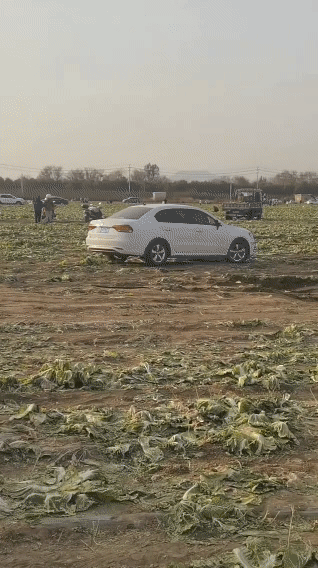 一份不实的报道，让白菜地主人两天时间损失数百亩大白菜。内蒙古赤峰，一男子发布