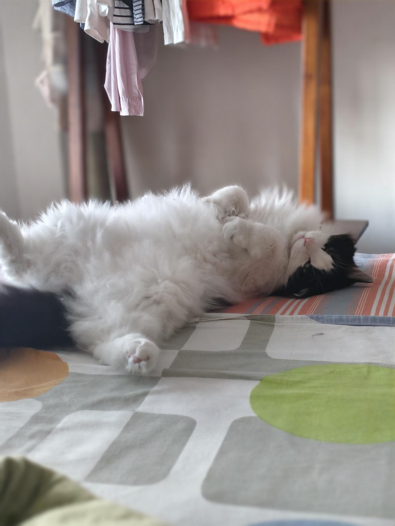 今天公园遇到一只流浪猫，黄色皮毛，确切地说昨天已经遇到它了，细长条饿的很瘦，今天