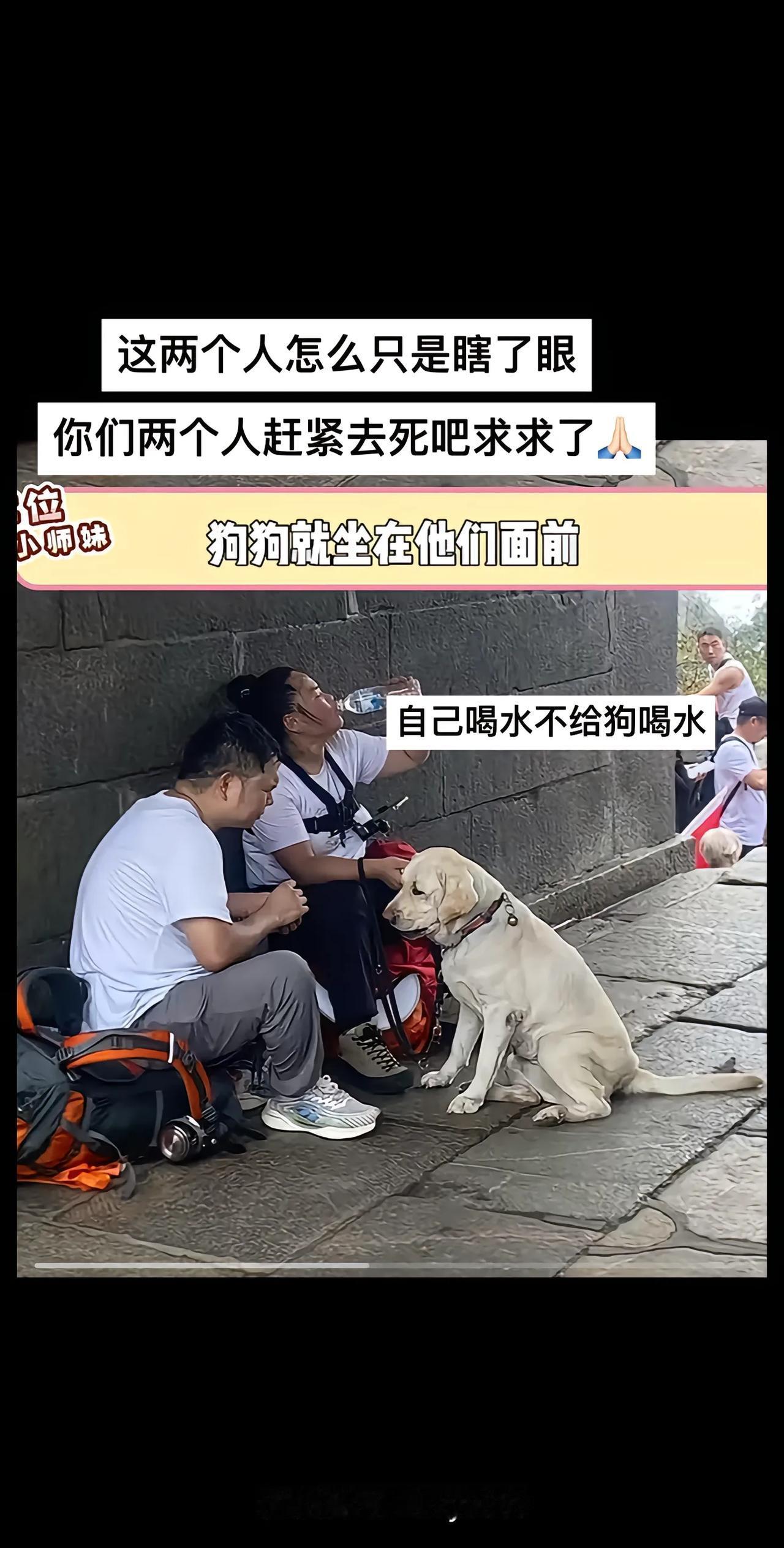 两个死瞎子带导盲犬登泰山拉布拉多这种大型犬的关节是很脆弱的，需要好好保护，