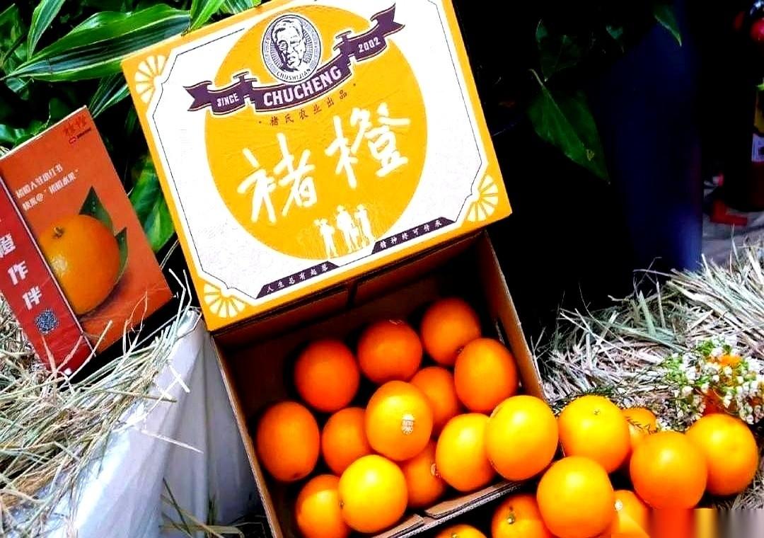 别再跟我提那个种橙子的老爷子了。真的，我一听这故事就脑仁疼。那根本不是什么励