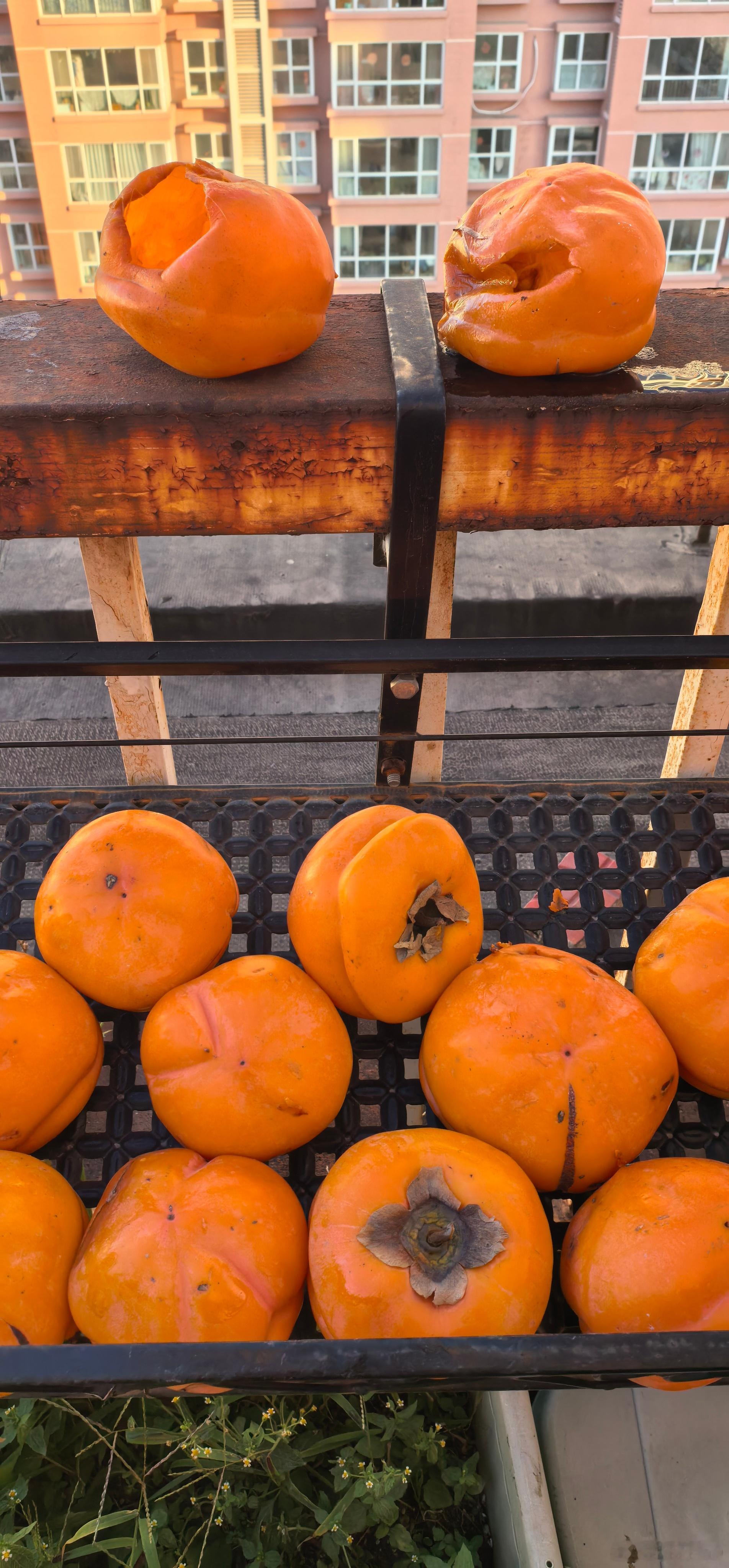 早，祝大家柿柿如意。我发现阳台上的柿子，每天都有鸟儿来吃一个。