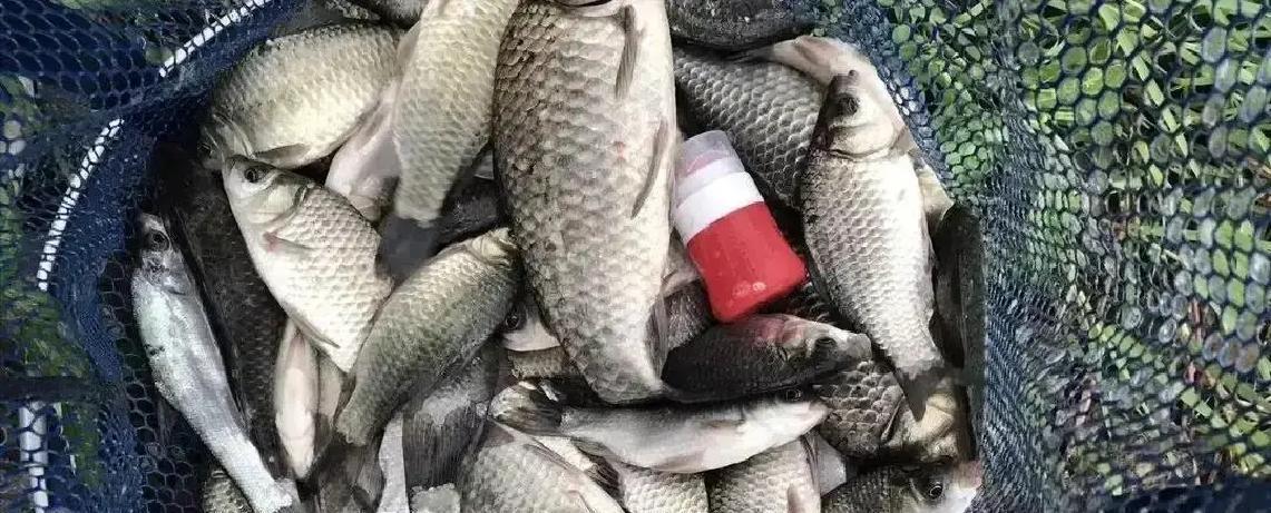 4℃连竿7.5斤，只用27分钟天刚亮，水面结着薄冰，我把手机温度计贴在竿把