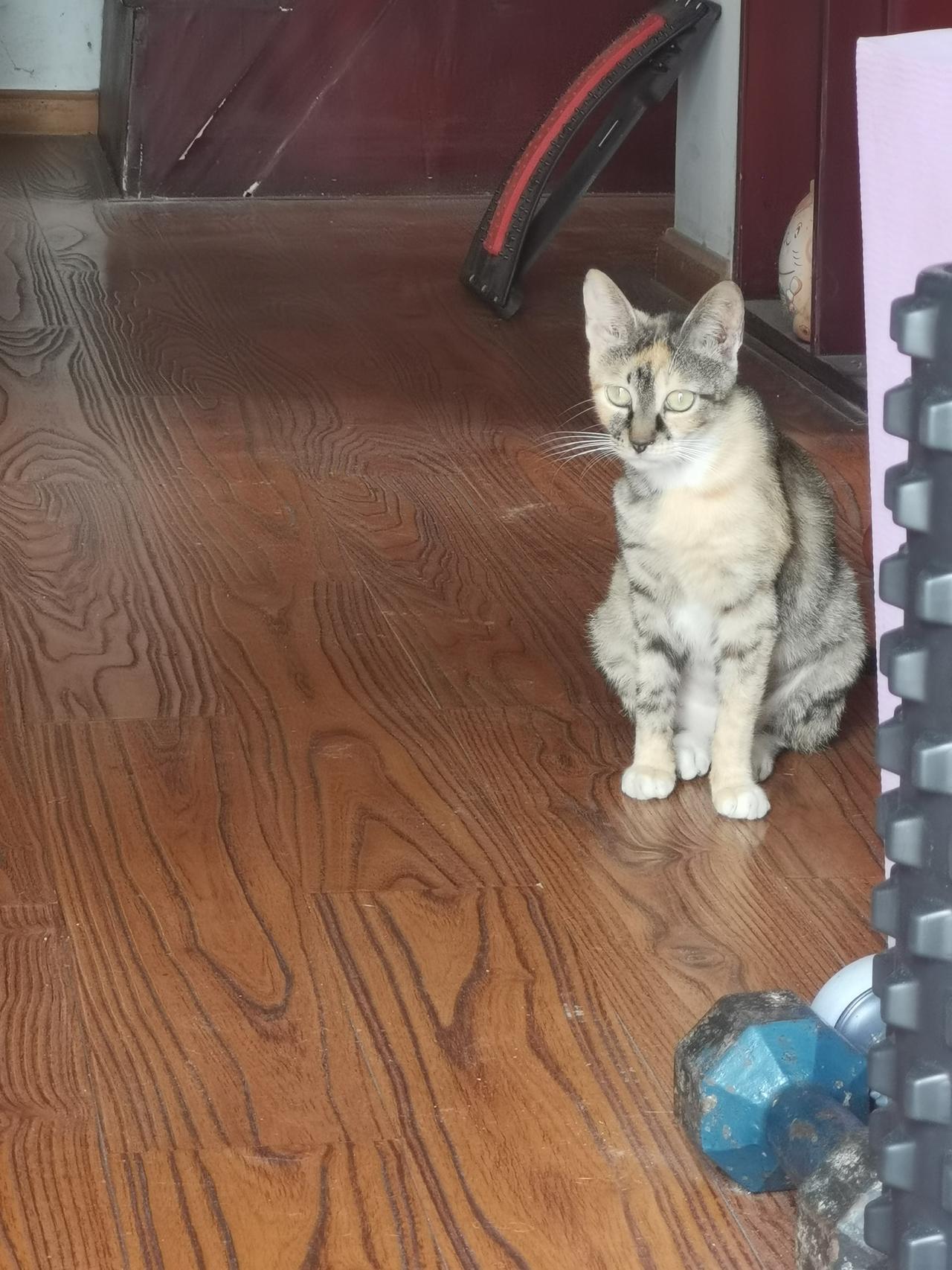自家温顺玳瑁流浪猫，浅谈猫咪随行训练可行性捡回来的小玳瑁，性子真的特别稳，