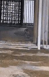 到底是谁天天在网上散播“老虎就是大号橘猫”这种骗人鬼话的？今天我在动物园，差点