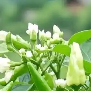 种植辣椒核心是选好苗、控好水肥、及时采收，只要掌握育苗、定植、管理这几步，就能