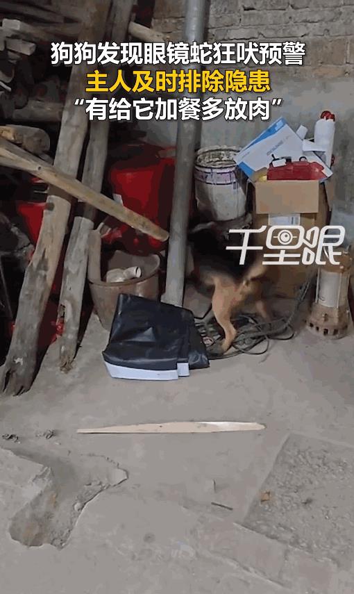 “太有灵性了！”广西桂林，女子发现狗对着杂物狂叫不止，靠近后却听到一阵哈气声，竟