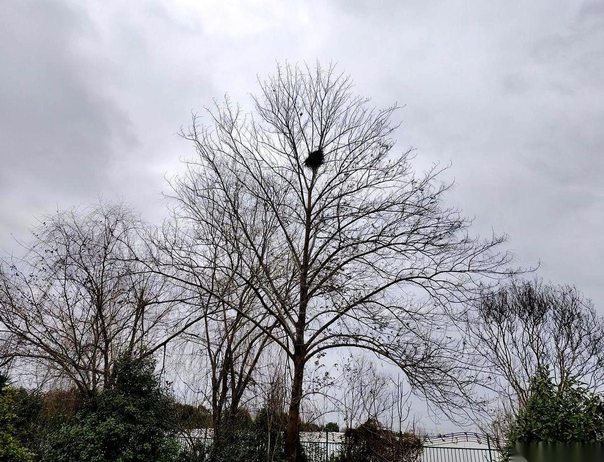 筷子狠狠抽在我脸上的时候，我脑子“嗡”的一声。不是一下，是好几下，火辣辣的疼。