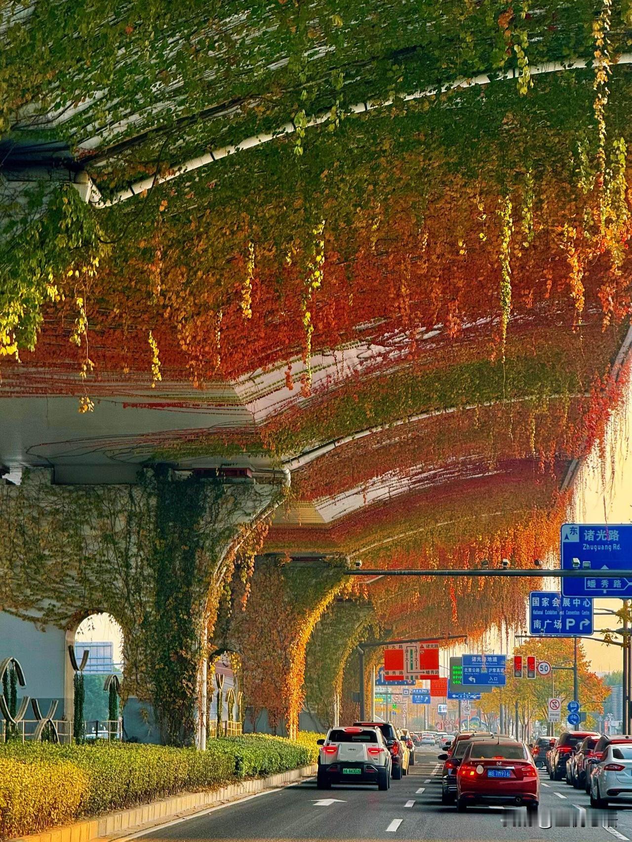 必须夸夸上海市政的审美！高架桥下的爬山虎简直是绝美🥰人工种植让藤蔓爬满桥墩