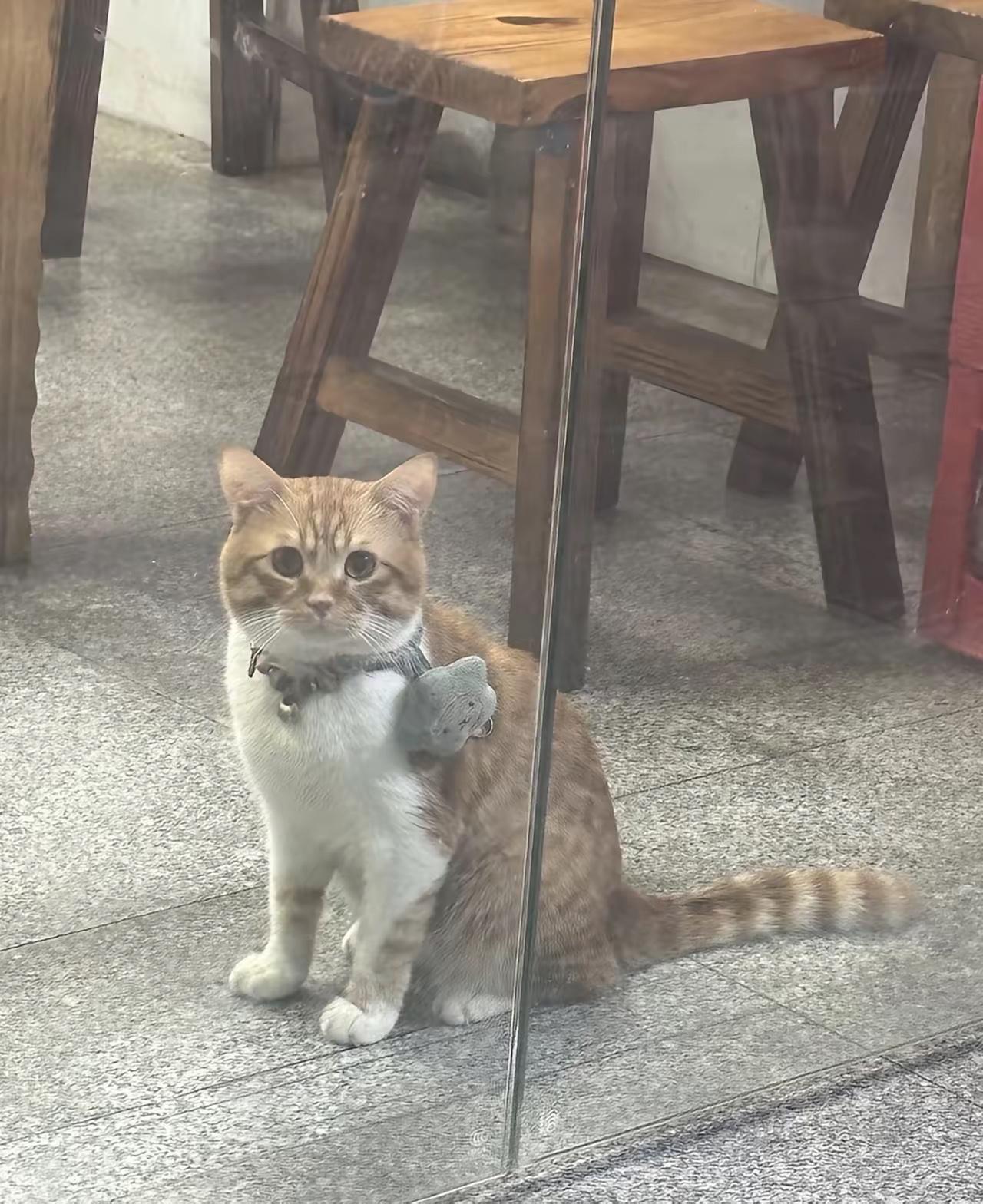 真的一整个被破防了！嘉兴这只小猫的故事，简直比任何电影都要扎心。你看它跨越大半个