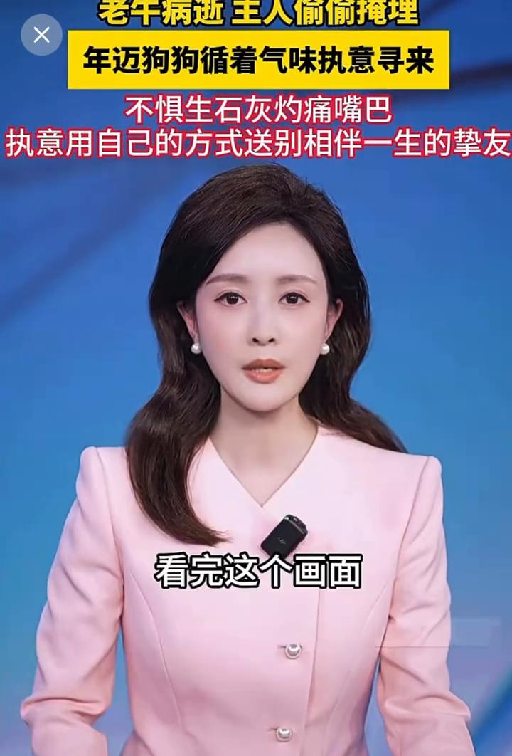 老牛病逝主人偷偷掩埋，年迈狗狗循着气味执意寻来，不惧生石灰灼痛嘴巴，执意用自己的