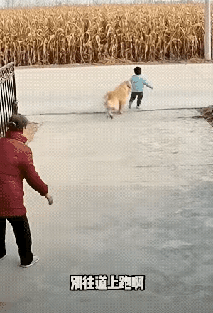 这绝对是条来报恩的神仙狗狗！视频里那一幕看得人心脏狂跳——小孩挣脱奶奶手冲向马路