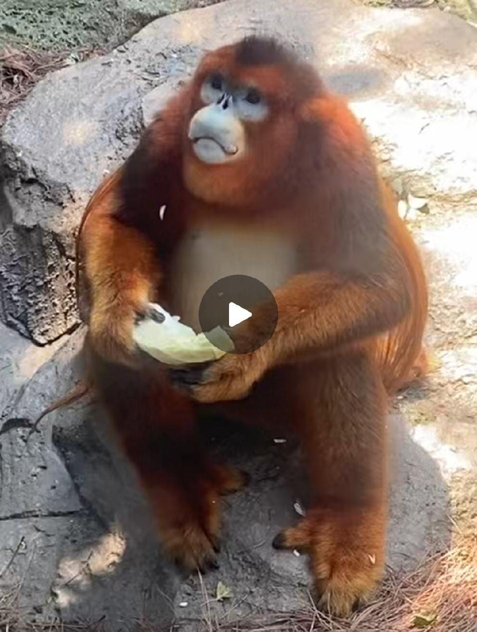 感觉南京红山森林动物园是个充满爱的动物园，动物是这里的主人，我们只是游览的过客。