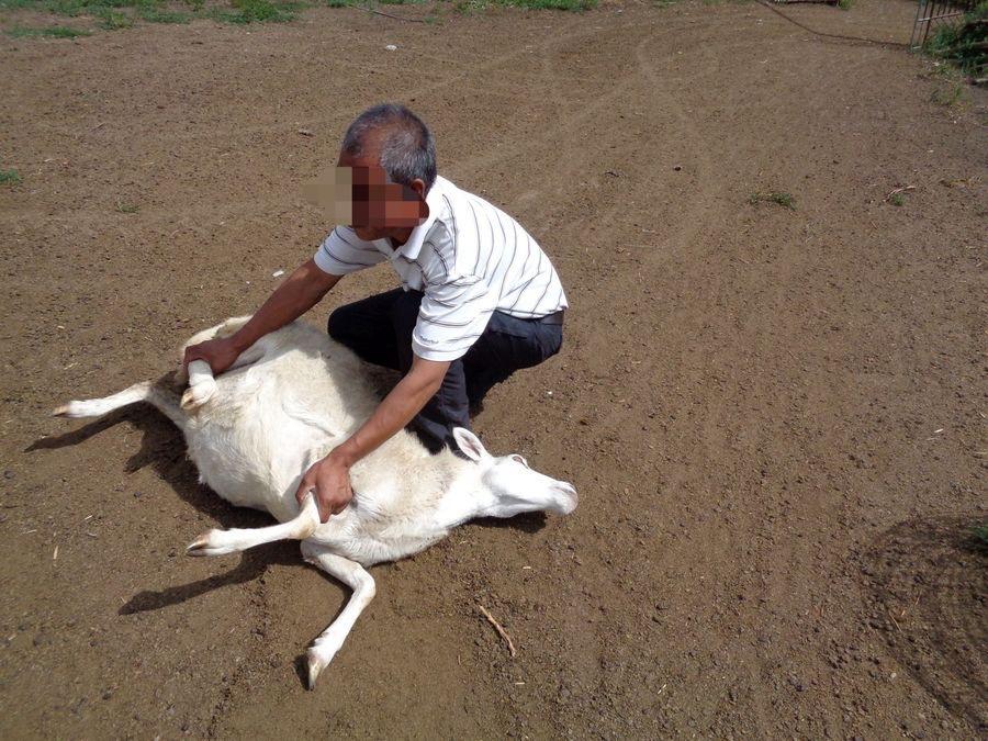 上海，男子听闻朋友家要杀羊，他自告奋勇要帮忙抓羊，让朋友到时给他分点羊肉，看朋友