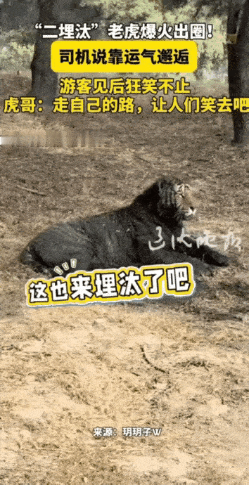 笑不活了！10月1日哈尔滨虎园这幕太绝了，司机刚跟游客说见网红老虎全