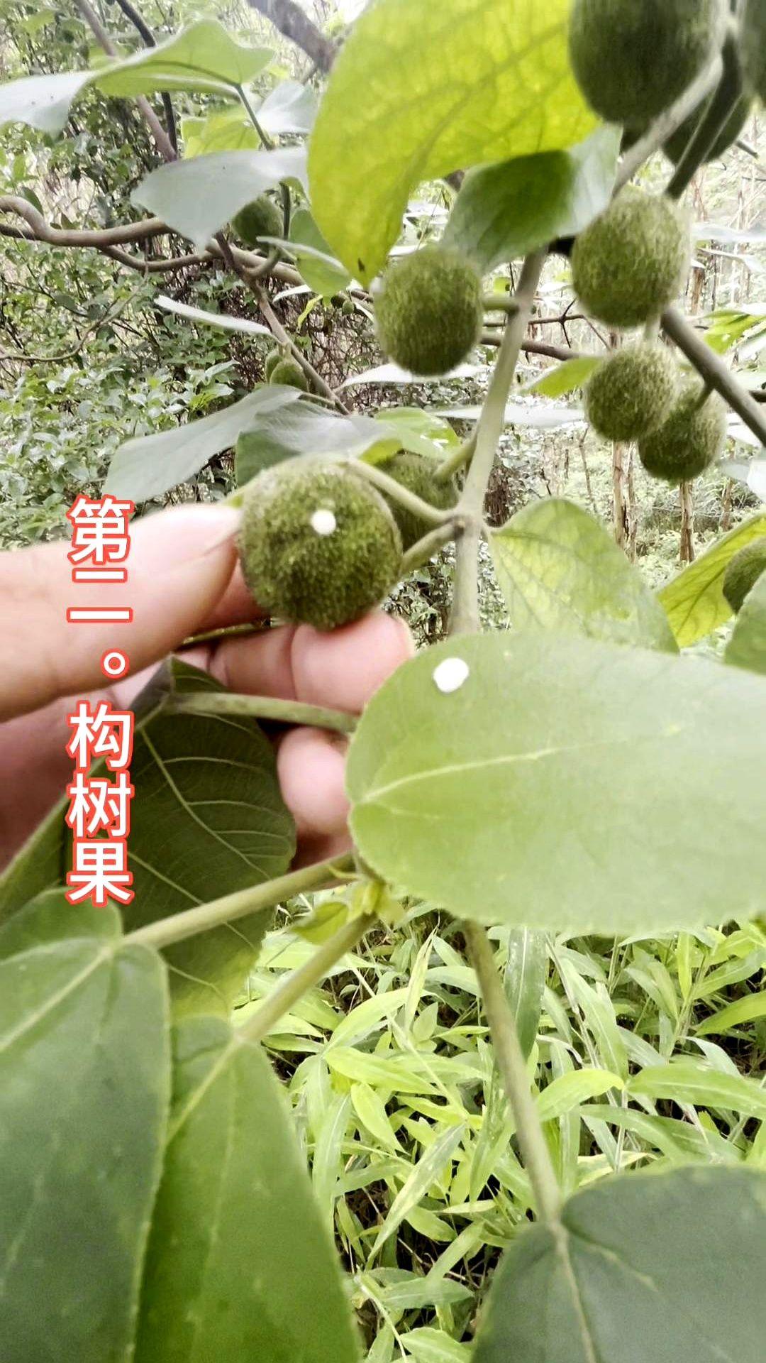 今天带大家认识以下二十种中草植物。不过要论名字最特别的，还得数鸡屎藤这种植物
