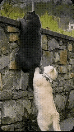 偶遇两只小猫咪一起想翻墙跑出去。小白猫身子灵活，轻轻一跳就利索翻上了墙头。它回