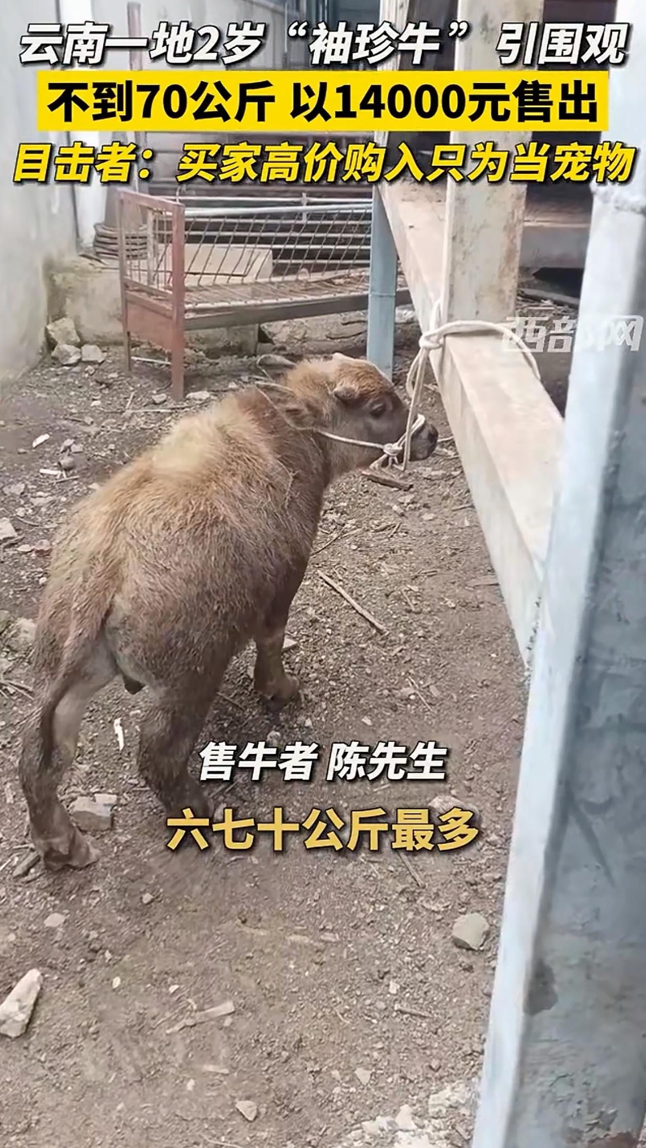 万万没想到！云南丽江，男子卖自家70多公斤的牛，竟然卖出了14000的高价！这不
