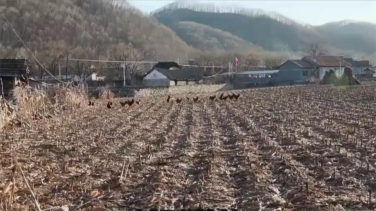 东北野鸡泛滥成灾，为何很少有人吃？当地农民直言：别说吃了，…