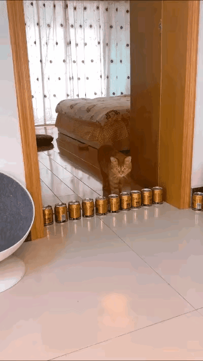 实话实说，这样的小伎俩，完全难不到灵活的猫。