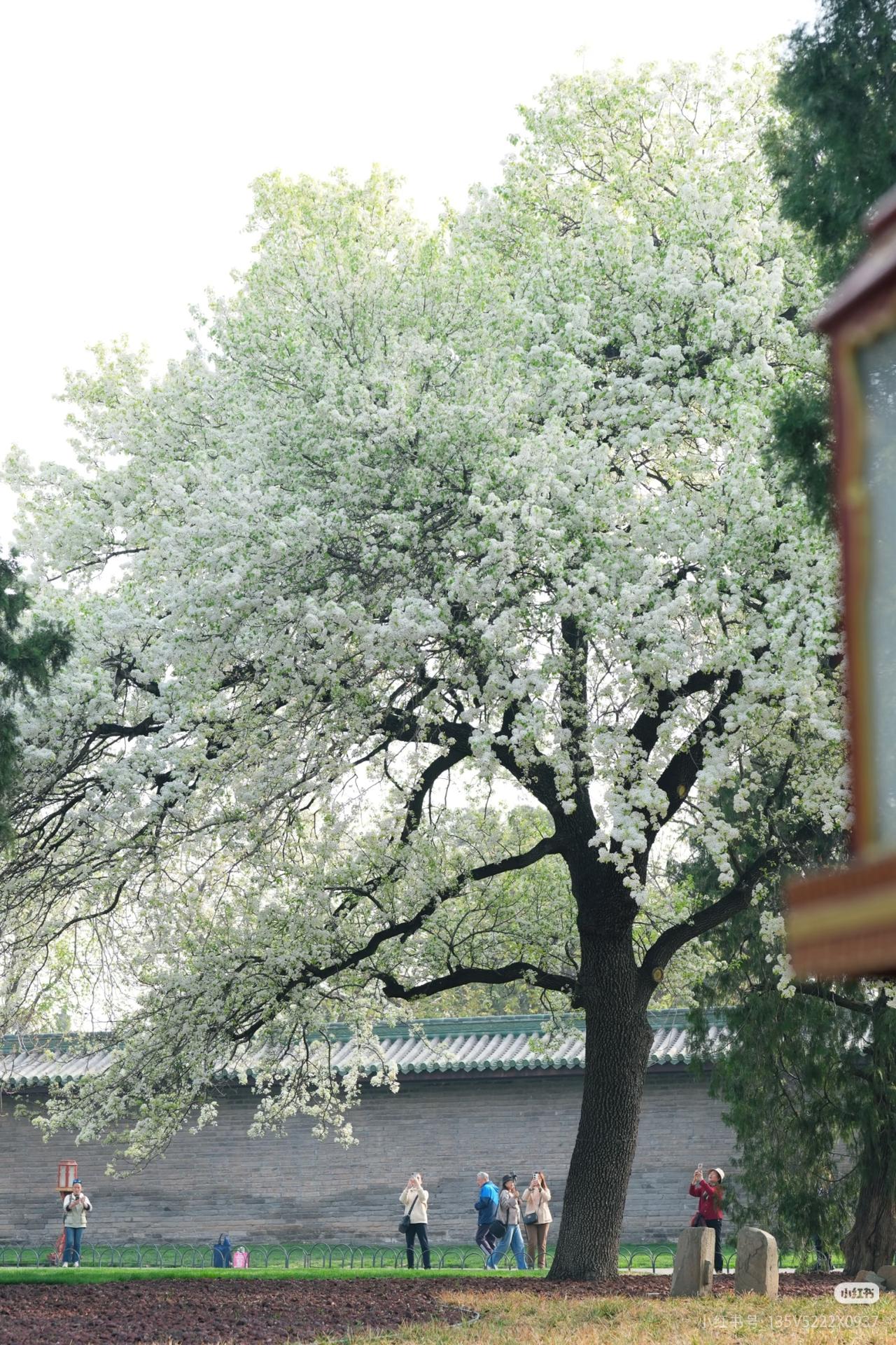 ​​天坛神树杜梨:错过真要在等一年了红墙映雪，梨香满径。天坛的春天，是古建