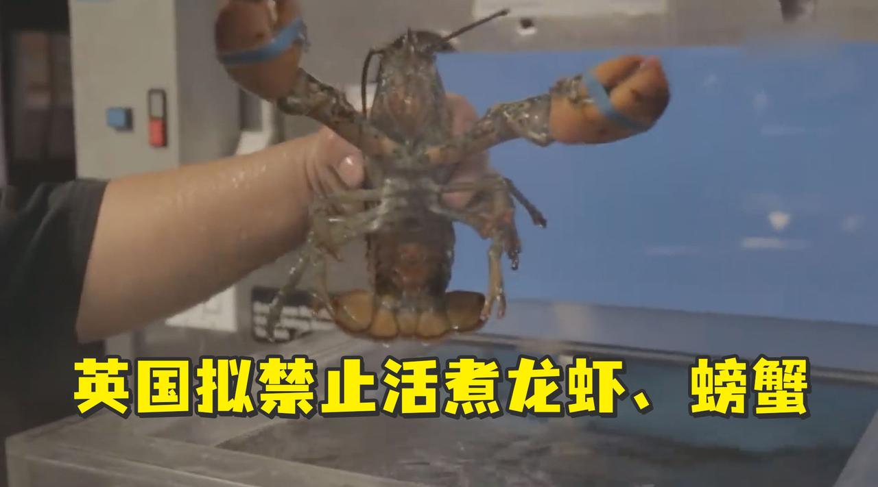 英国禁止将活龙虾直接投入沸水烹煮，要求烹饪前需通过电击或冷冻使其昏迷活煮龙虾
