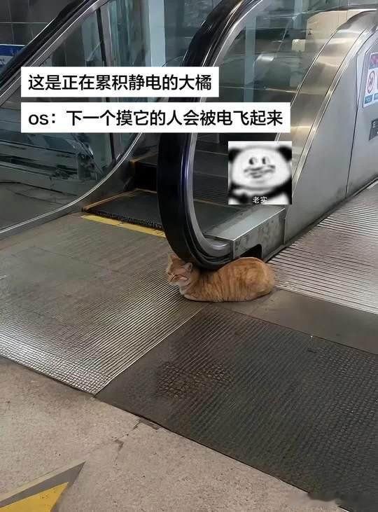 新能源猫咪充电中​​​