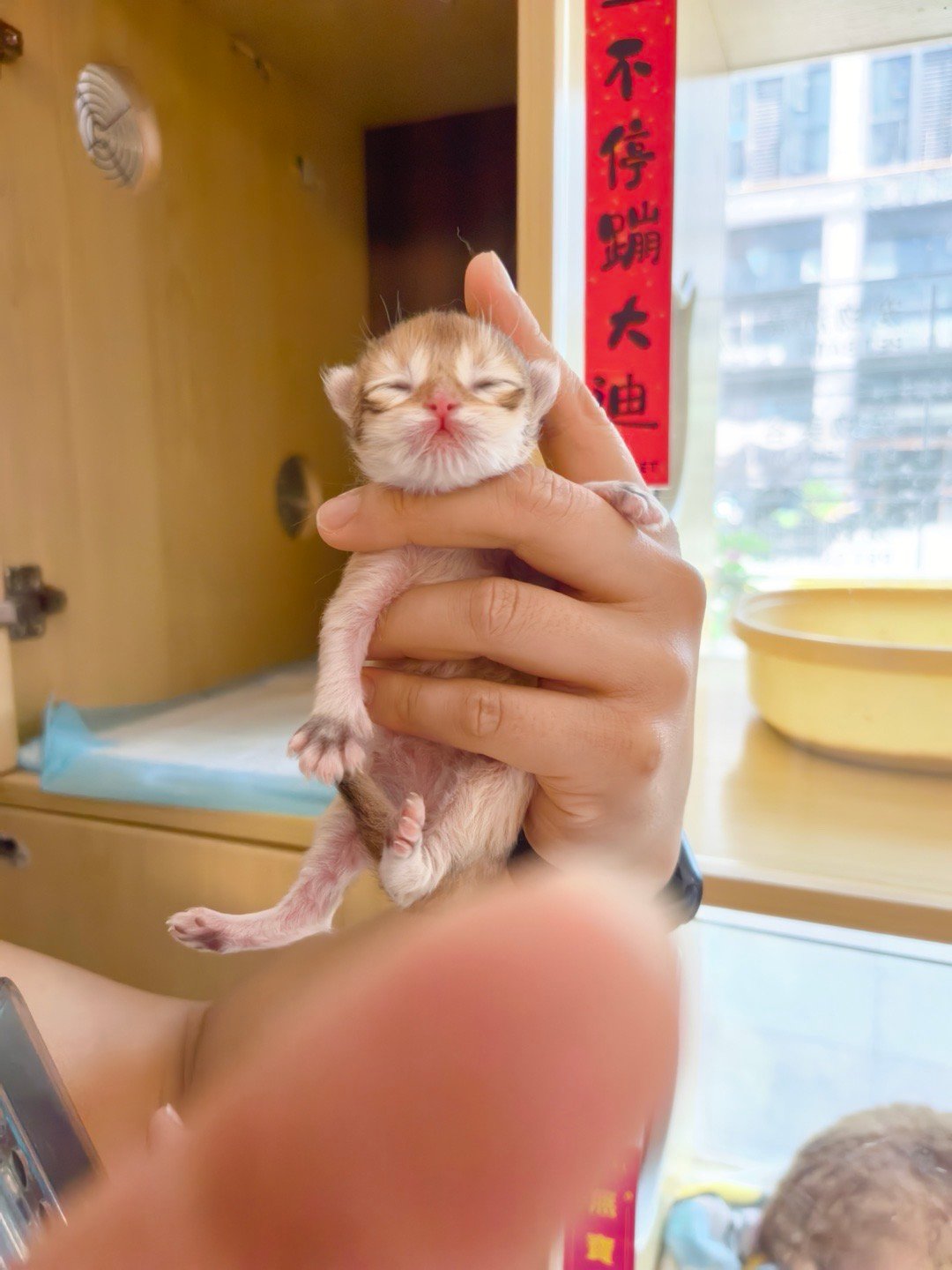 今天看到刚出生的小猫太可爱了宝宝​​​