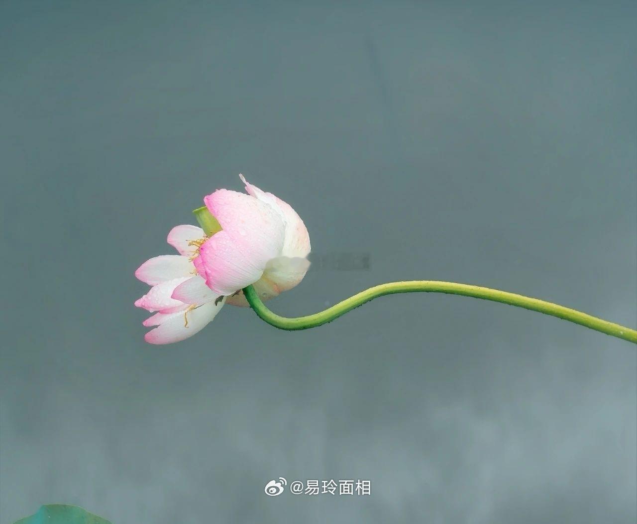 处女座的聪明才智和敏锐的观察力确实让人印象深刻，他们在处理事务时常常展现出高效和