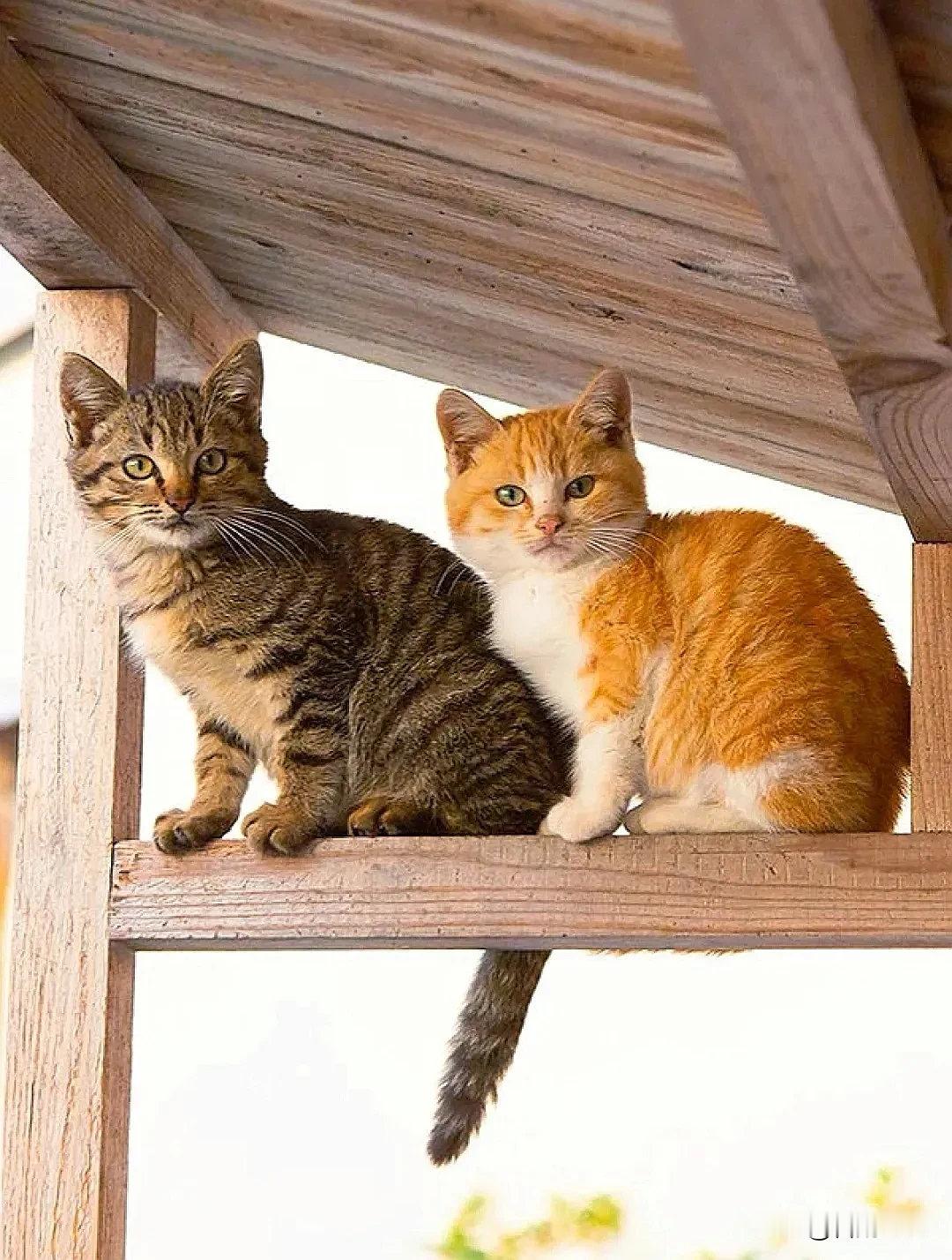 大橘大狸，俩小无猜～