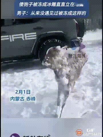 看得我眼泪都要流出来了！内蒙古赤峰一名男子出门时，在野外道路上看见了一只狍子，它