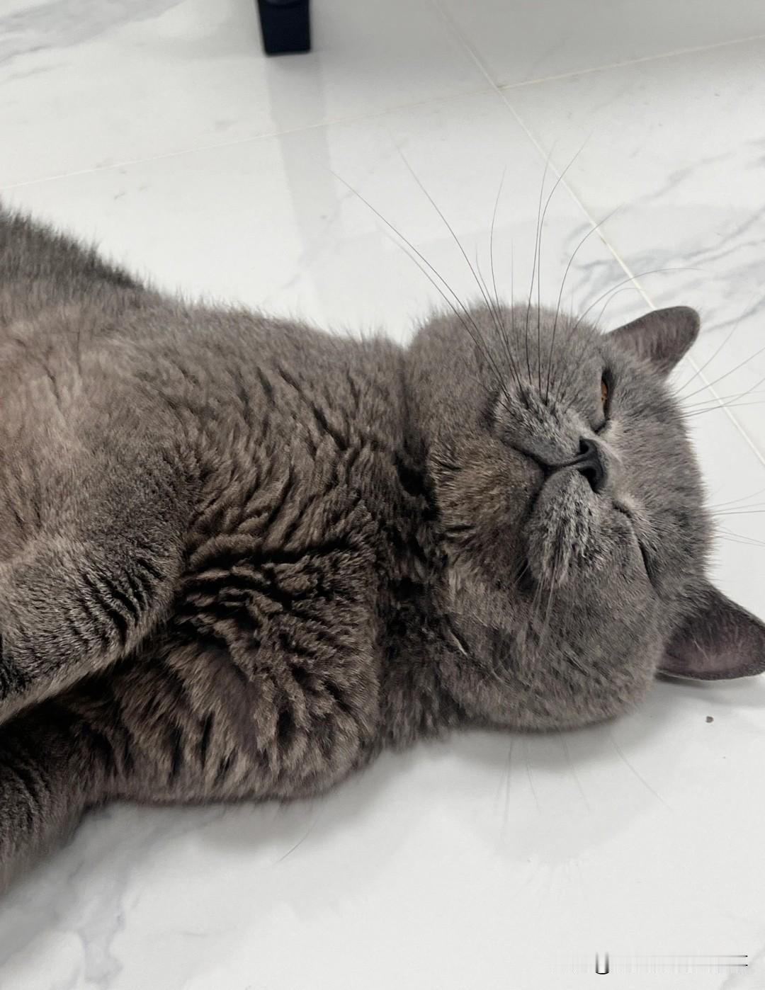 猫咪胡须都是白色的吗?我家有黑有白，来的时候全是黑色，最近慢慢都变白了。有的半