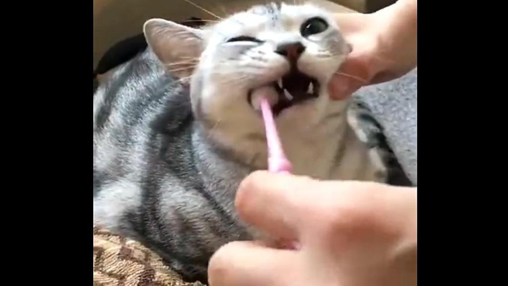 小猫如何刷牙 10926840623222469541.jpg?id=0