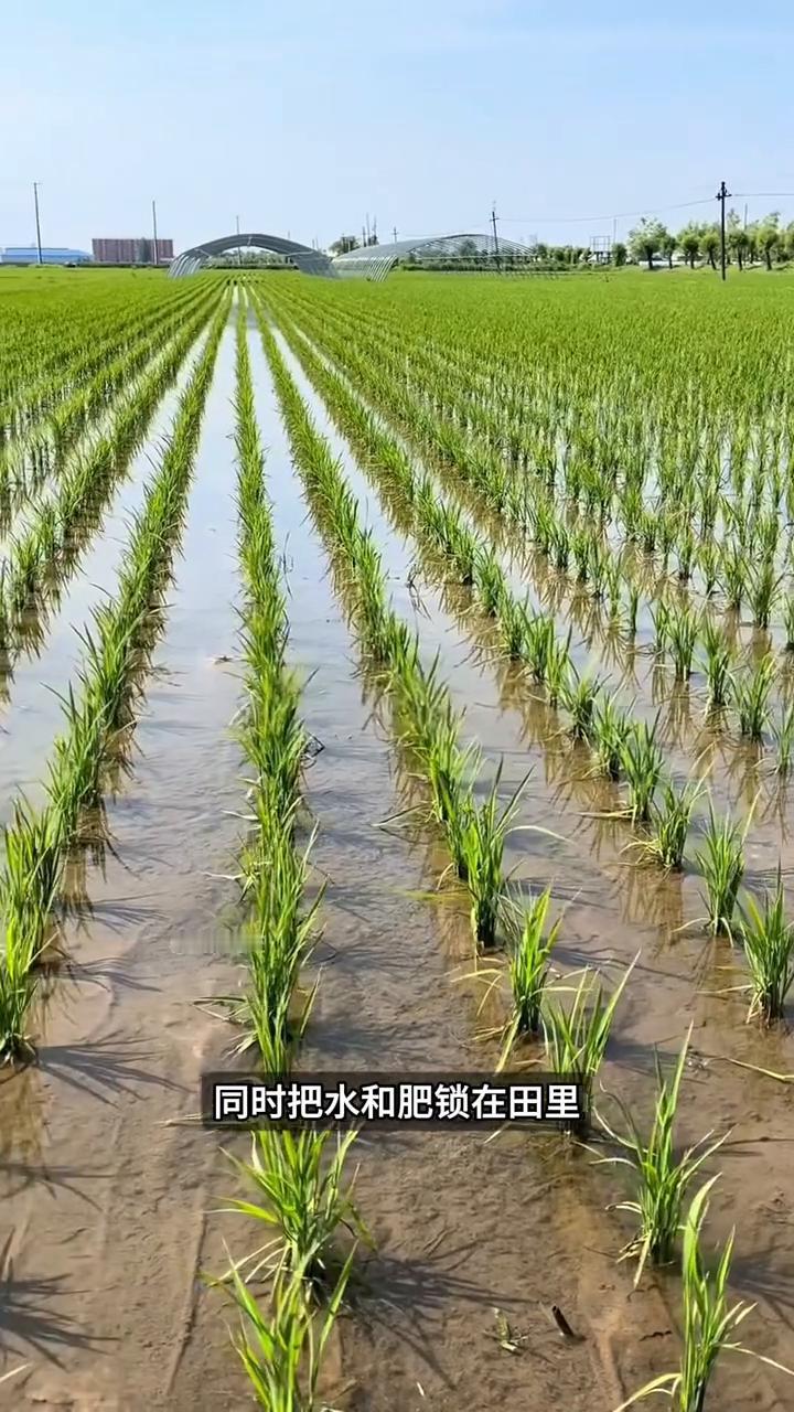 先铺膜再插秧。大家注意看，这些农民插秧的做法很奇怪。先在整块水田上铺一层地膜，