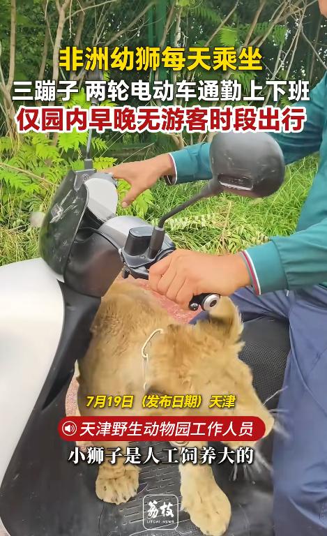 太逗了！天津一只由饲养员从小带大的幼狮，天天跟在人身边，时间一长，不但混得特别熟