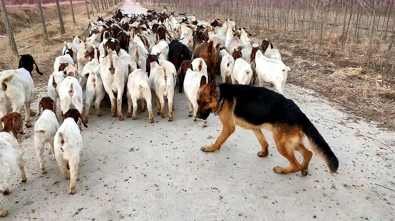很多人以为狼群不敢抢牧羊犬看守的羊，是因为打不过。其实恰恰相反，狼真正害怕的根本