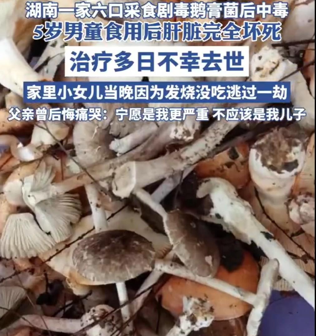 5月29日，湖南省永州市祁阳市的付先生一家上山采蘑菇，雨后的山林里藏着很多菌子，