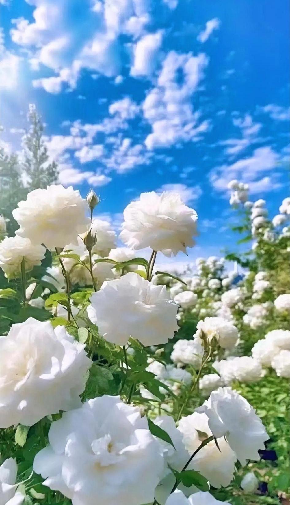 #晒晒家乡的天空#河北塞罕坝的天空是很美的