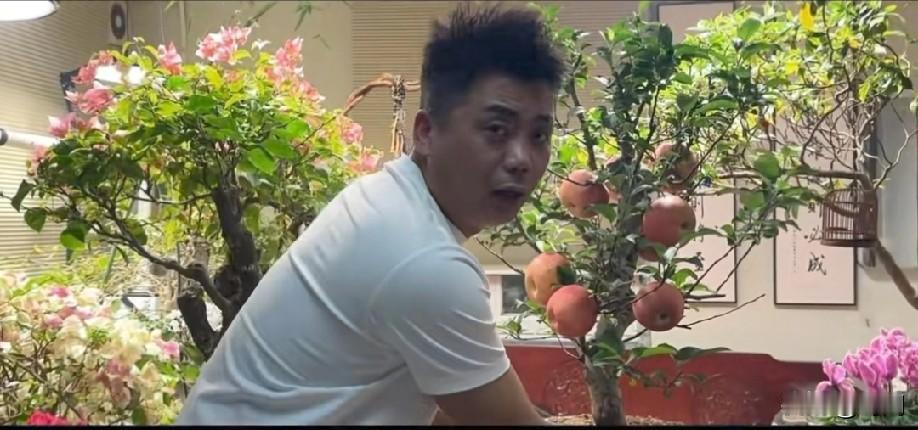 天津男子备年货买了一棵苹果树！到家发现被骗了！该男子已报警，因为到家发现苹果