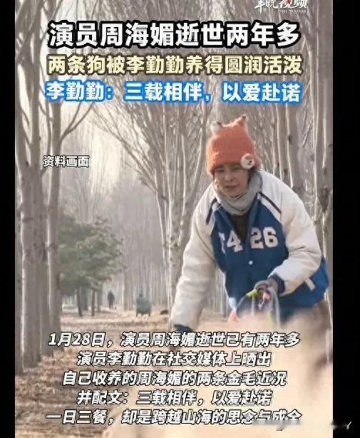 周海媚走了两年多，她的两条金毛近况，看了让人心里发暖。1月28日，演员李