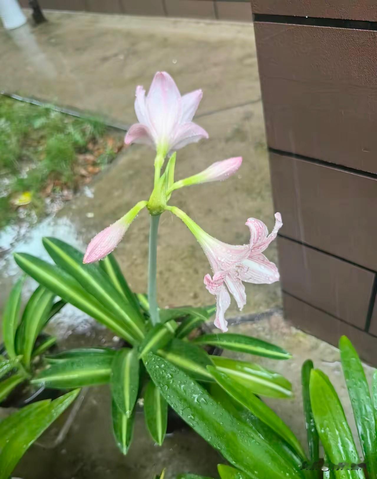 你发现了？今年天气不正常，立秋已经整整半个月了，天气还热得让人受不了。
