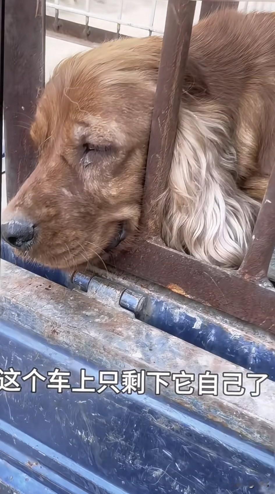 太可怜了！这天一位大哥去菜场买菜，当他走到卖狗肉的摊位的时候，看到令人泪目的一幕