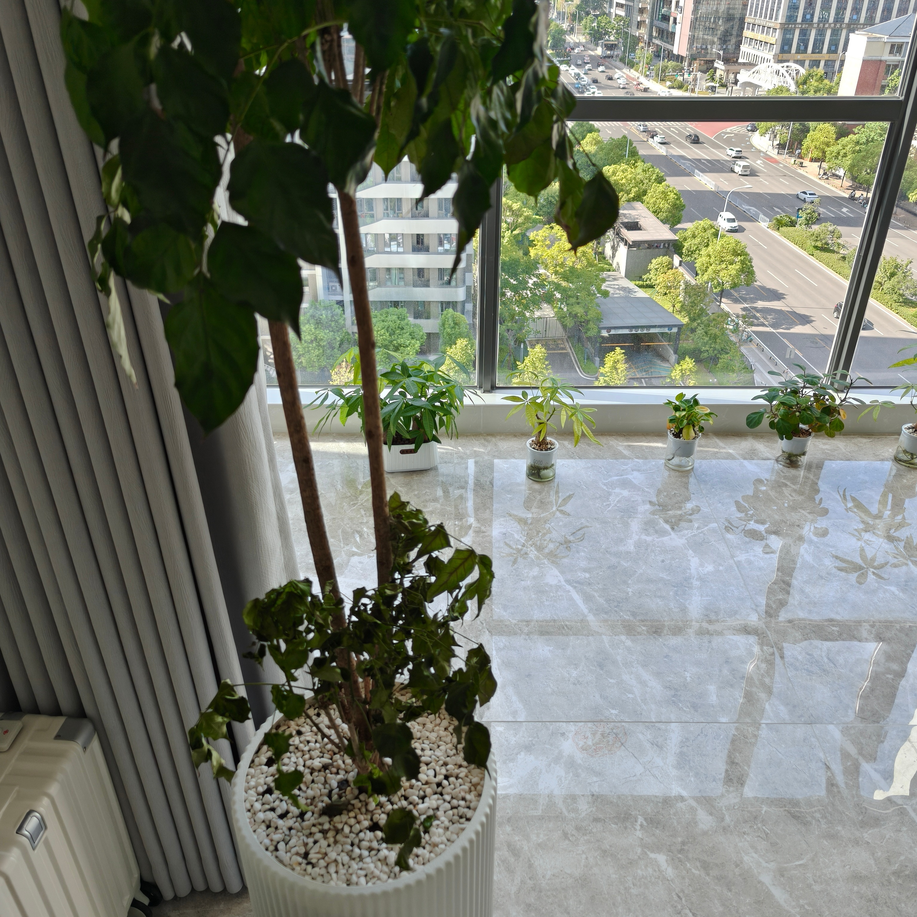 养了两年的幸福树突然挂了，尝试了浸盆也没作用，是不是没救了​​​