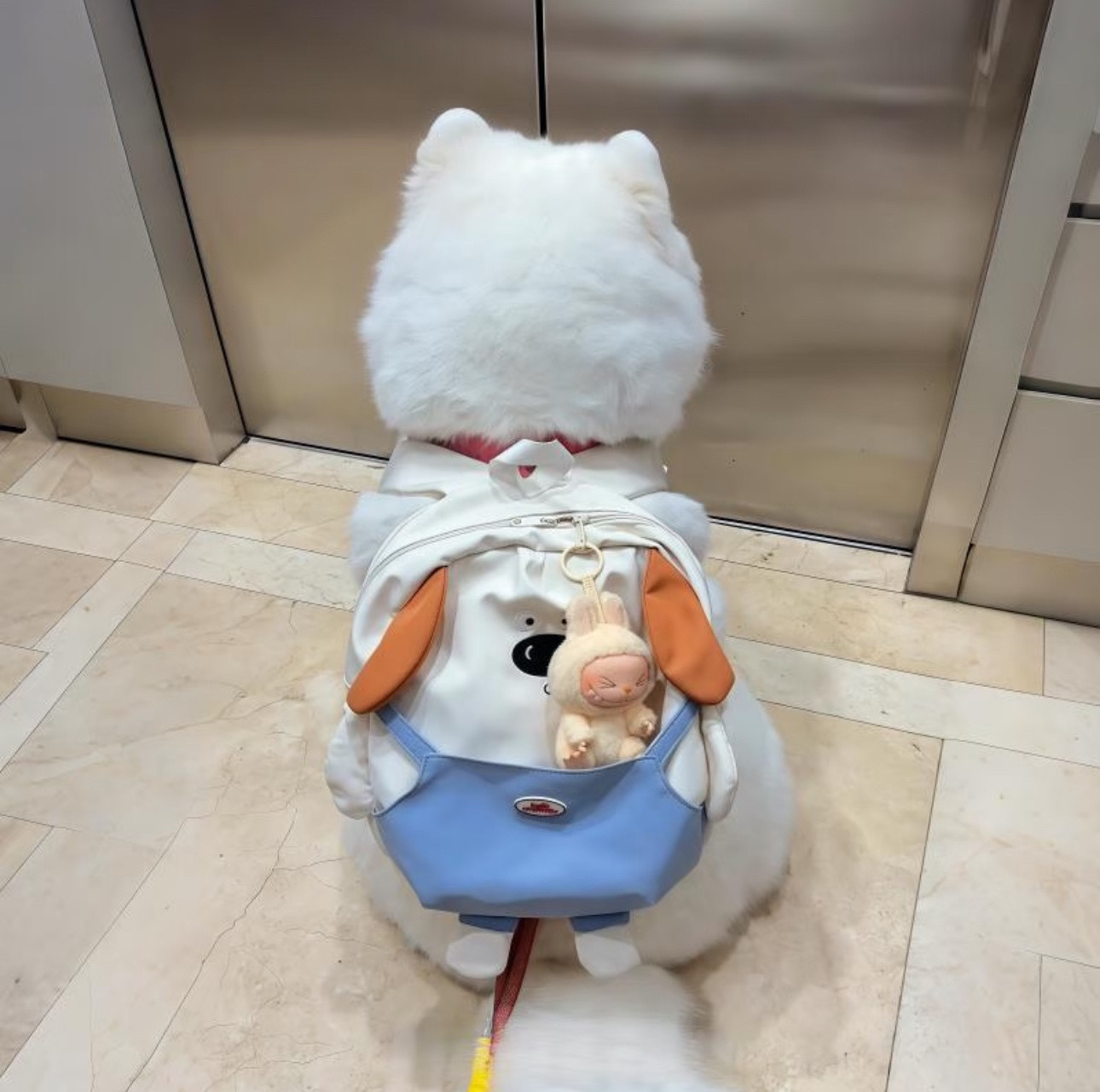 老花镜小狗背着自己的胖娃娃HoHobelike